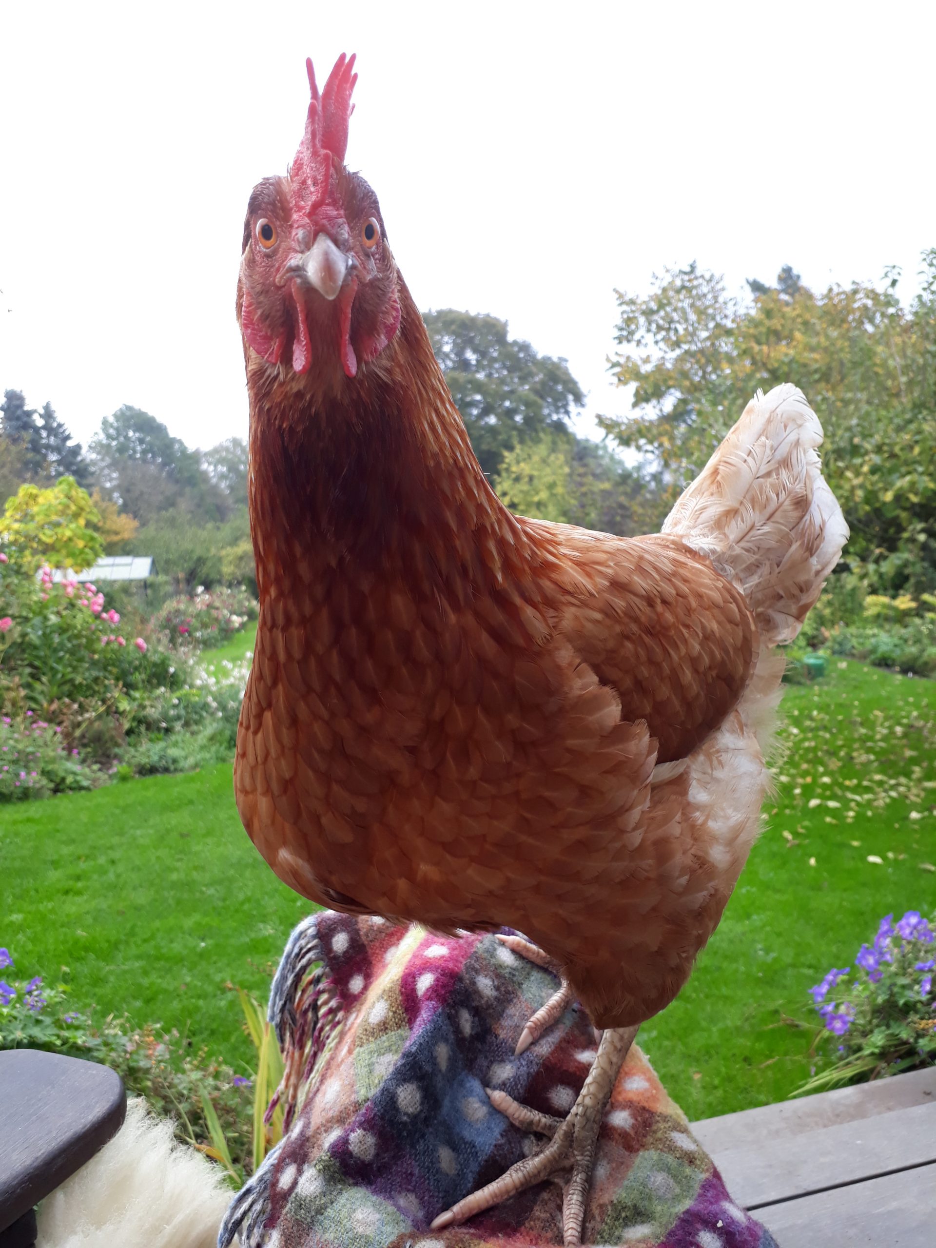 Høns i haven hygger – Troensehaven