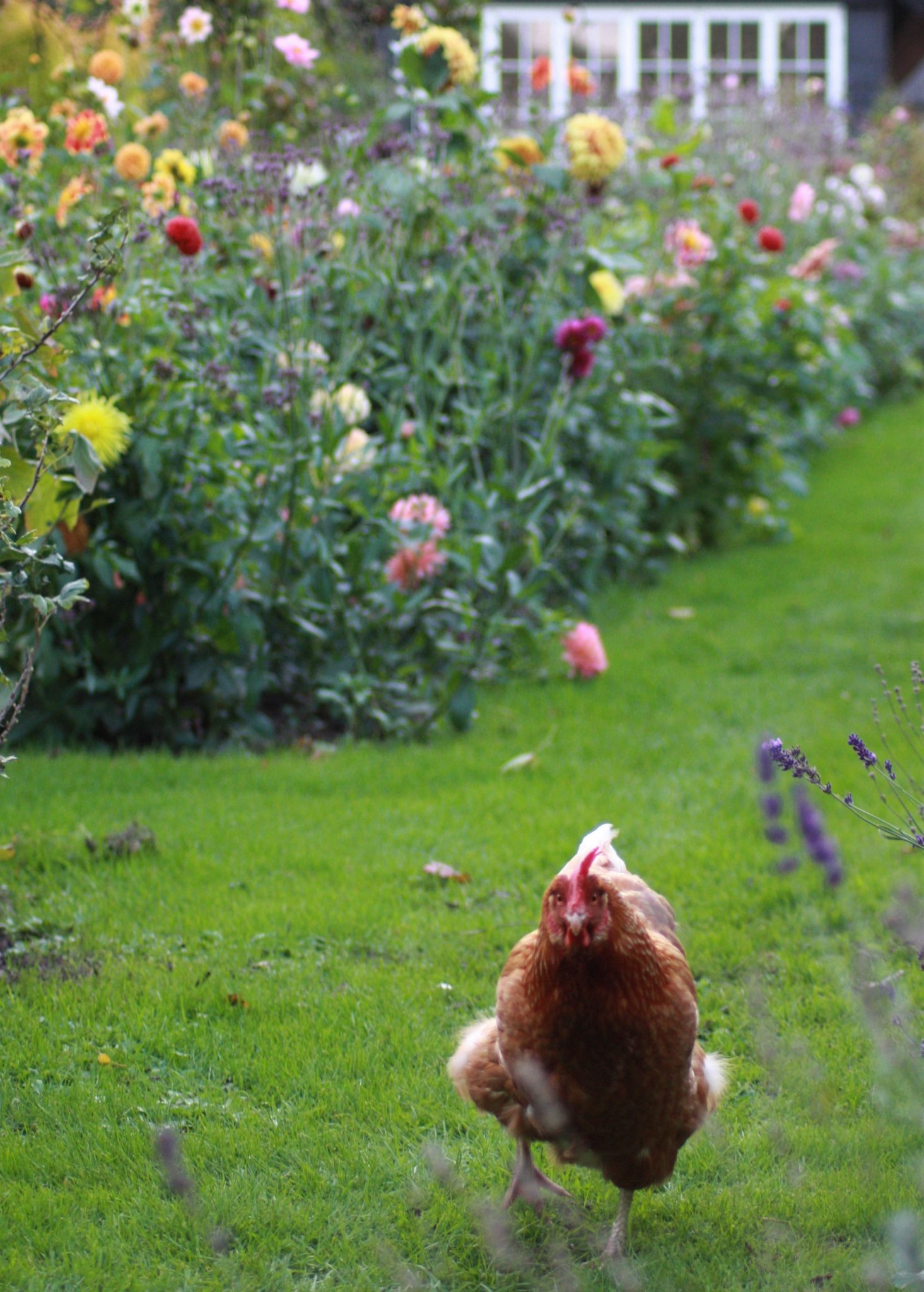 Høns i haven hygger – Troensehaven