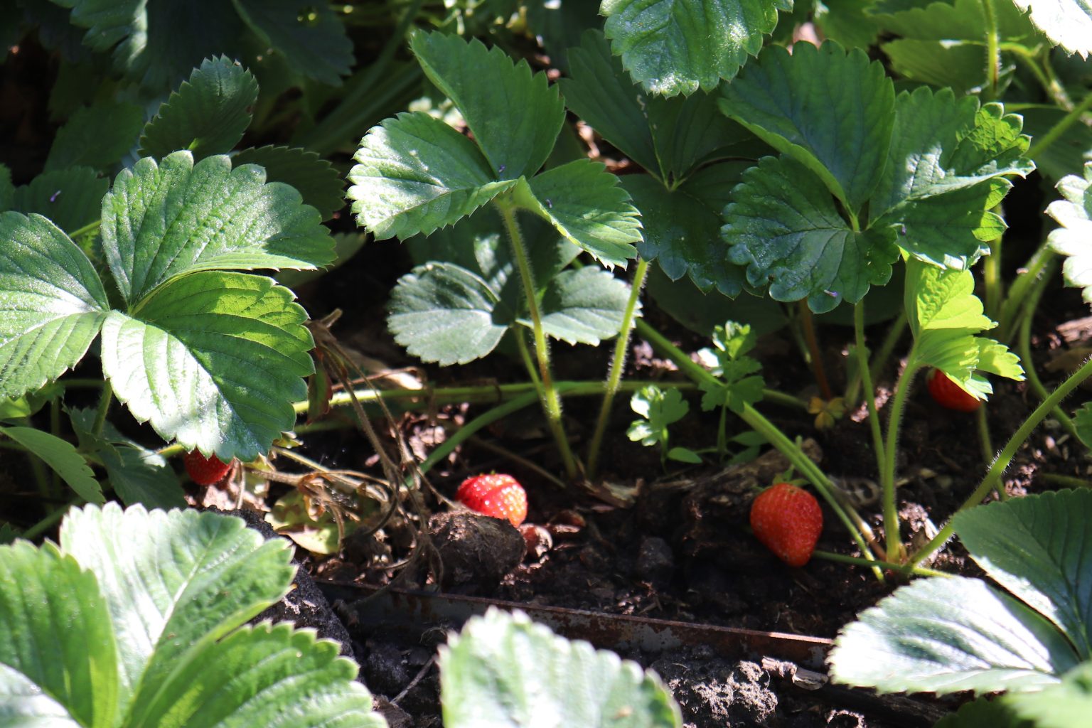 Plant en ny generation jordbærplanter – Troensehaven