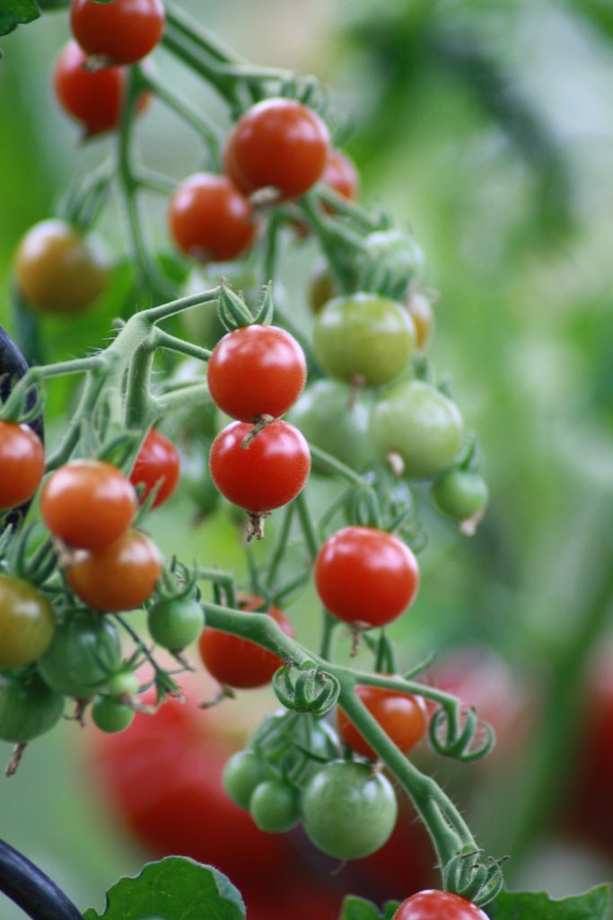 Dyrkning af tomater og andet godt – Troensehaven